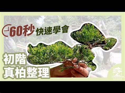 翠柏盆栽風水|旺家運！這3種植物擺客廳，帶來好財氣！專家解析「。